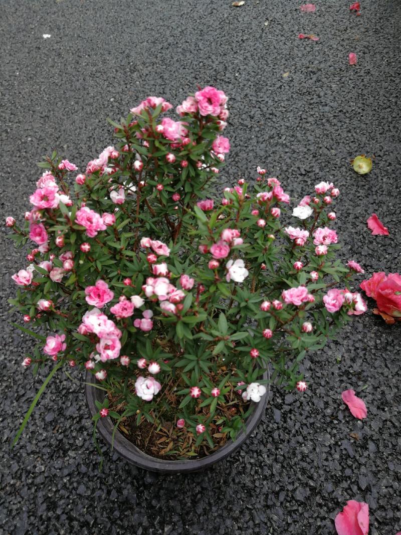 松红梅花基地直发松红梅花开多色奥洲松红梅
