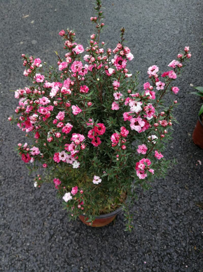 松红梅花基地直发松红梅花开多色奥洲松红梅
