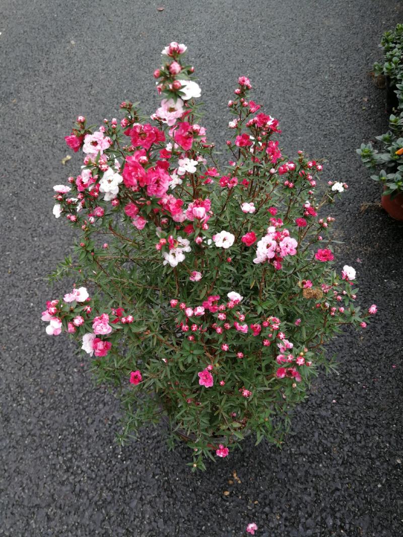 松红梅花基地直发松红梅花开多色奥洲松红梅