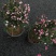 松红梅花基地直发松红梅花开多色奥洲松红梅