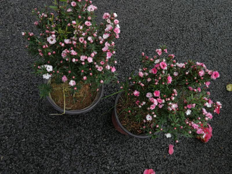 松红梅花基地直发松红梅花开多色奥洲松红梅