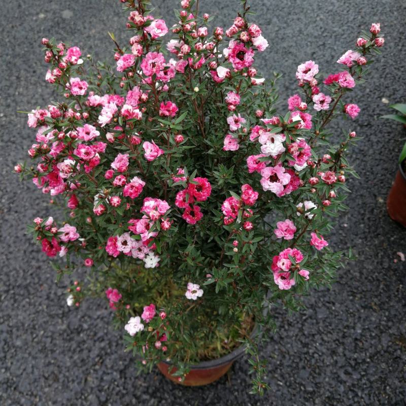 松红梅花基地直发松红梅花开多色奥洲松红梅