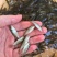 加州鲈鱼苗～鲈鱼苗～鲈鱼水花～优鲈1号鱼苗～优质种苗基地