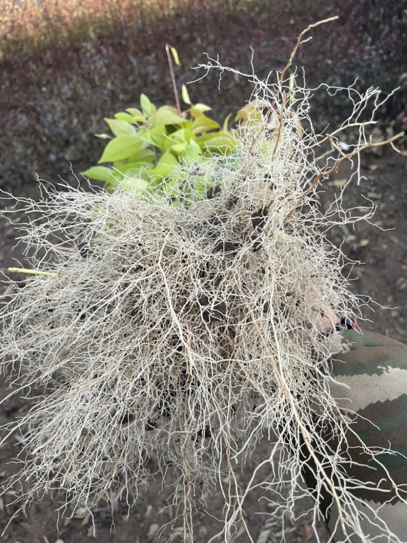 批发金叶卫矛产地直发自家繁育金叶丝棉木小苗