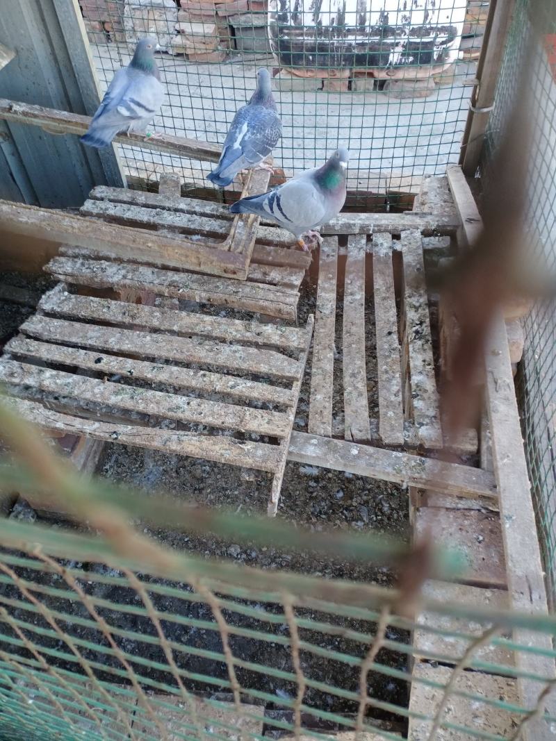 职业卖信鸽