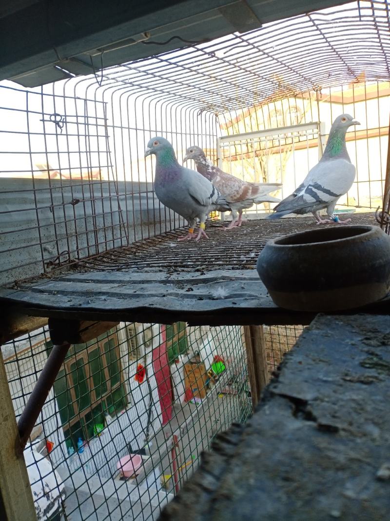 职业卖信鸽