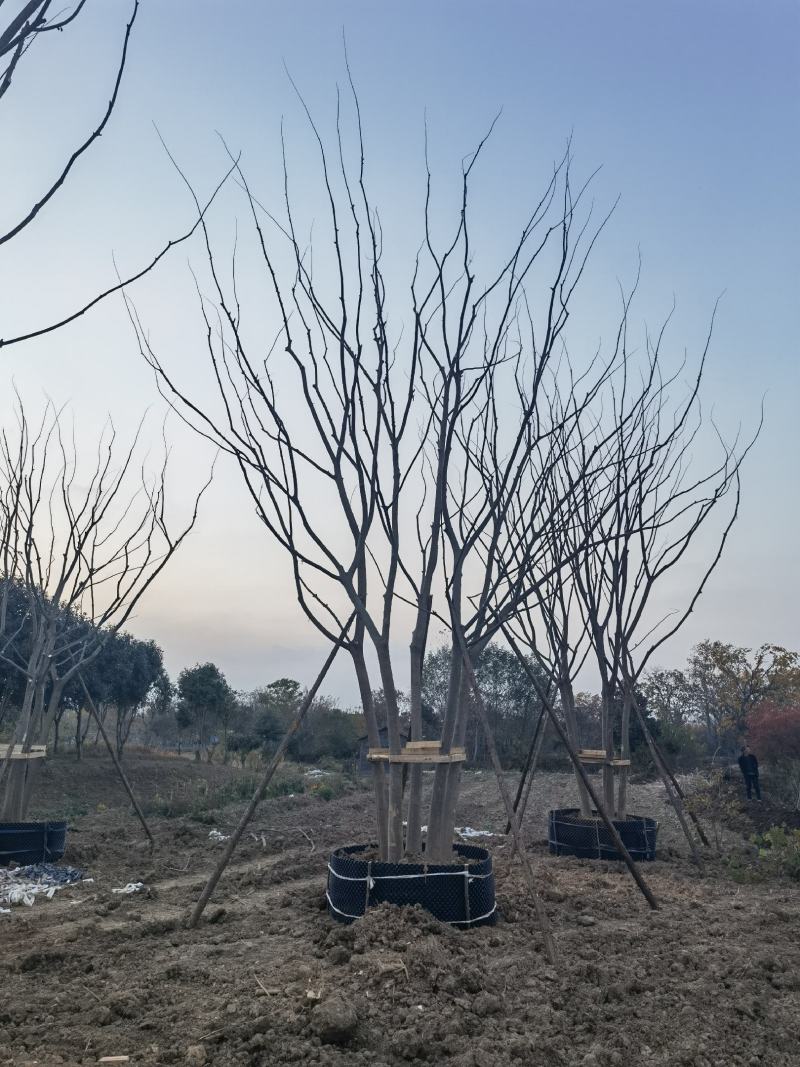 【产地】丛生朴树，包成活，全程技术支持，价格美丽，可视频