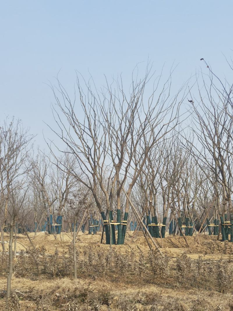 【产地】丛生朴树，包成活，全程技术支持，价格美丽，可视频
