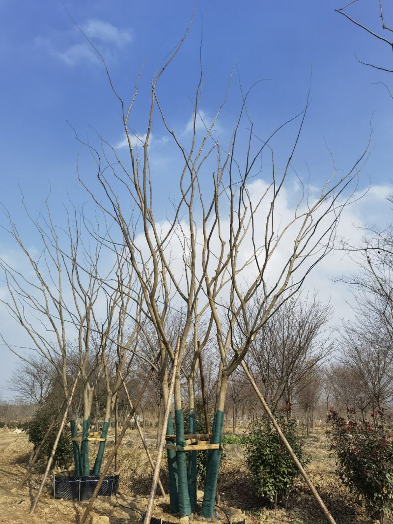 【产地】丛生朴树，包成活，全程技术支持，价格美丽，可视频