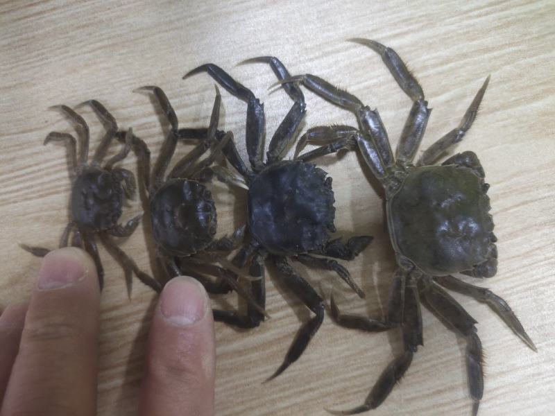 优质蟹苗大品种成活率高抗病力强