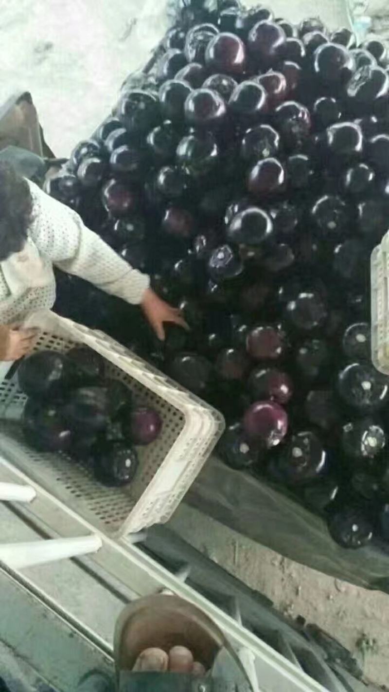精品茄子紫把茄紫光圆茄子可视频看货一手货源产地直发