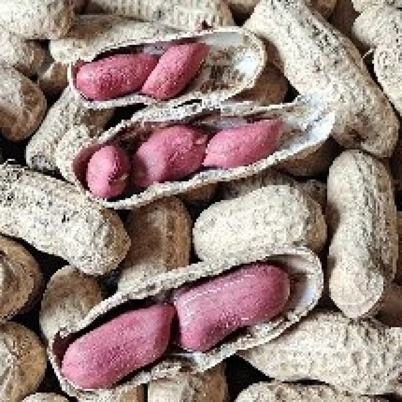 【牛商推荐】鲜甜花生，产地货源，质量保证，欢迎进店咨询