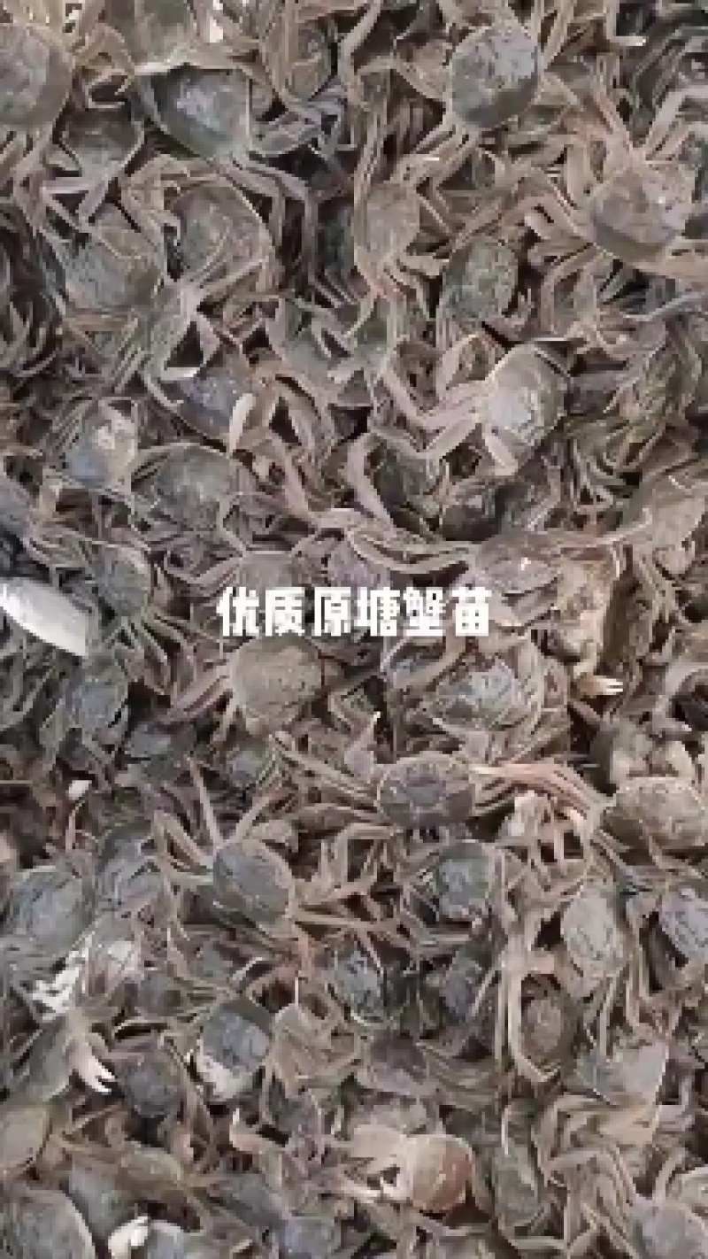 【蟹苗】优质全母蟹苗大闸蟹苗品种齐全高产抗病力强