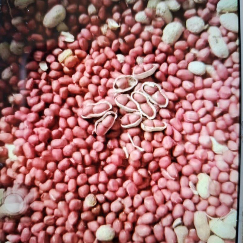 【牛商推荐】鲜甜花生，产地货源，质量保证，欢迎进店咨询