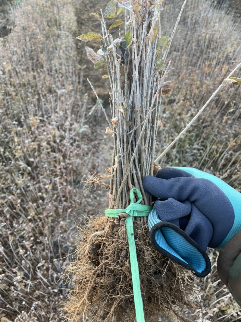 产地销售水腊苗一年生水蜡苗，水蜡球水蜡杯苗，水蜡工程苗