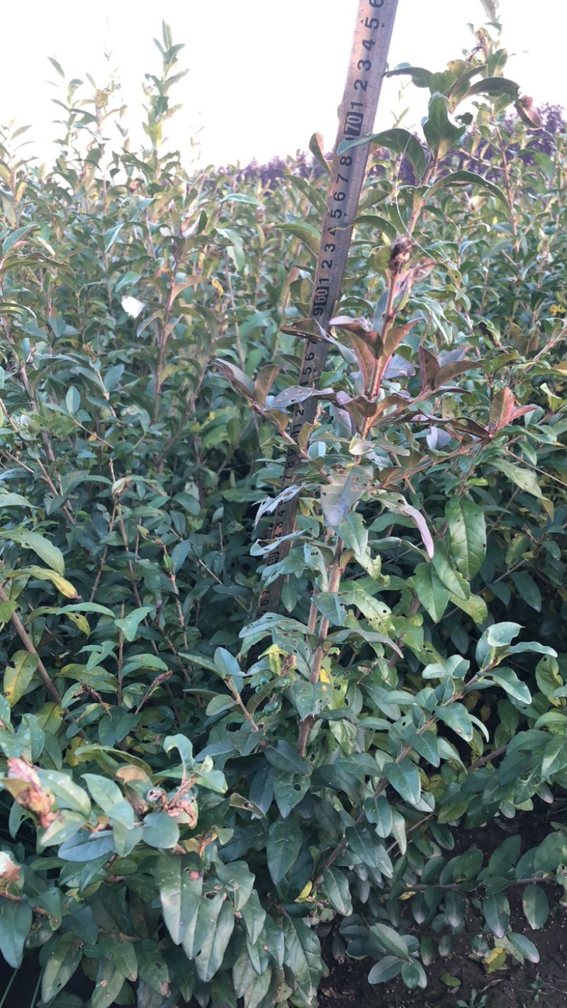产地销售水腊苗一年生水蜡苗，水蜡球水蜡杯苗，水蜡工程苗