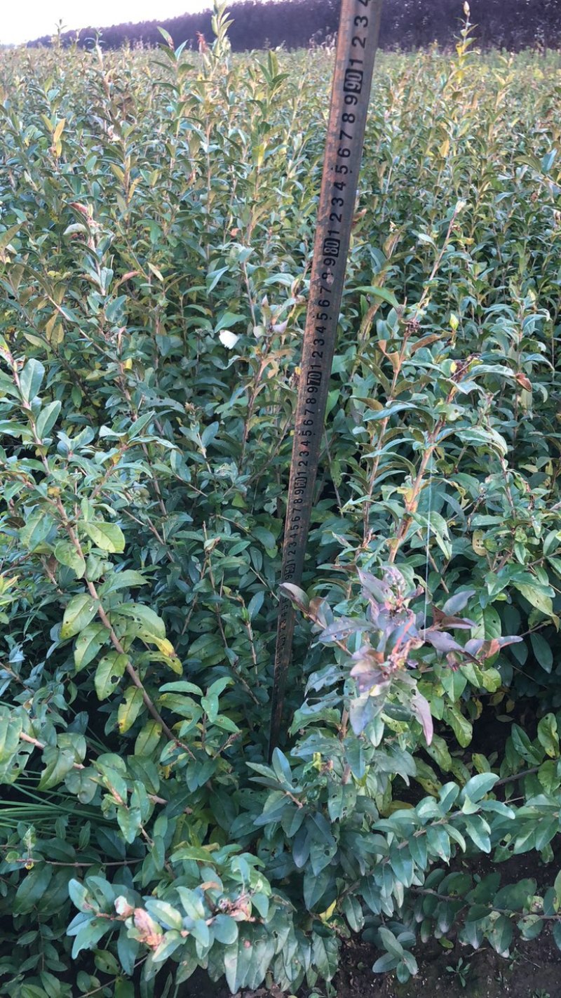 产地销售水腊苗一年生水蜡苗，水蜡球水蜡杯苗，水蜡工程苗