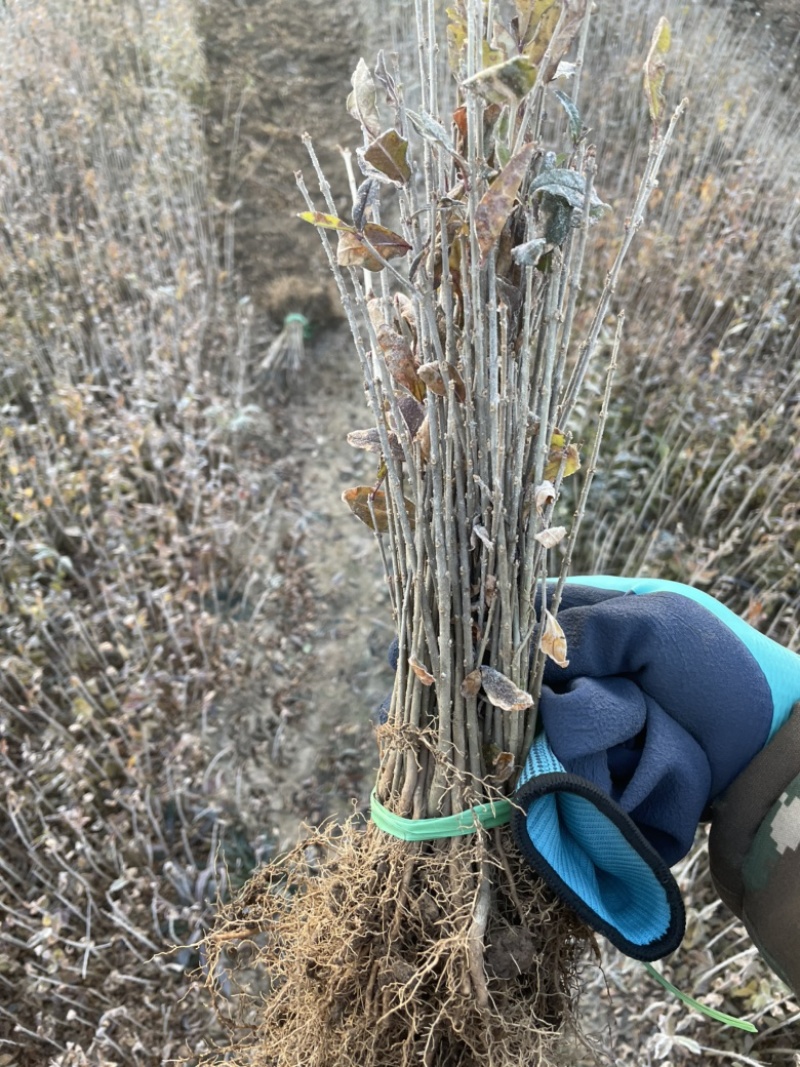 产地销售水腊苗一年生水蜡苗，水蜡球水蜡杯苗，水蜡工程苗