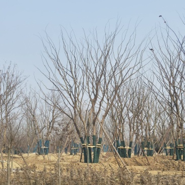 【产地】丛生朴树，包成活，全程技术支持，价格美丽，可视频