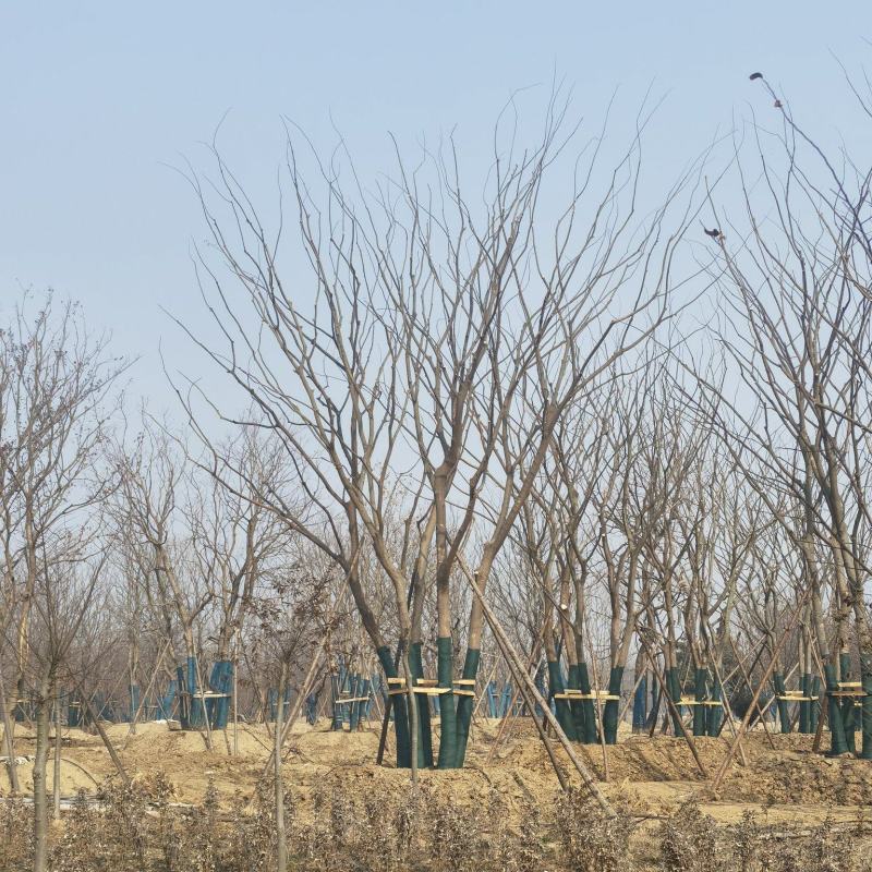 【产地】丛生朴树，包成活，全程技术支持，价格美丽，可视频