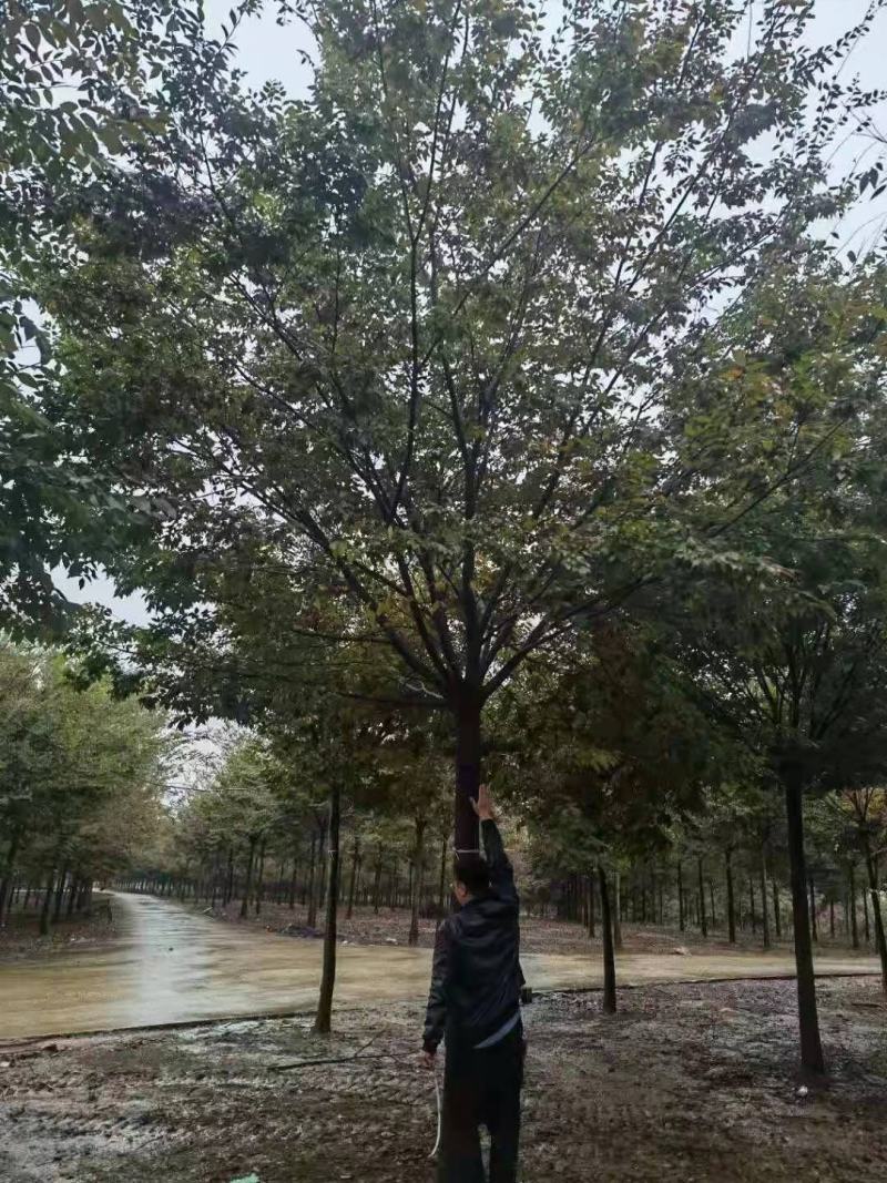 精品榉树，自有苗场，全程提供技术指导，一手货源价格优惠