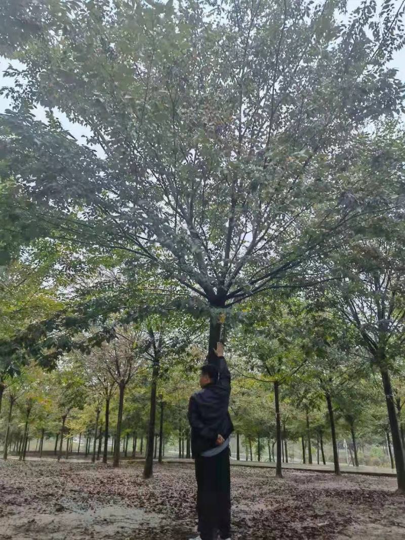 精品榉树，自有苗场，全程提供技术指导，一手货源价格优惠