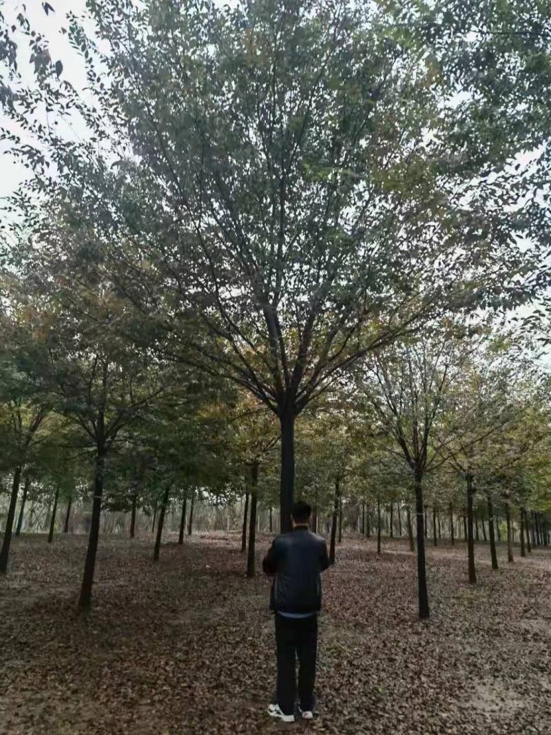 精品榉树，自有苗场，全程提供技术指导，一手货源价格优惠