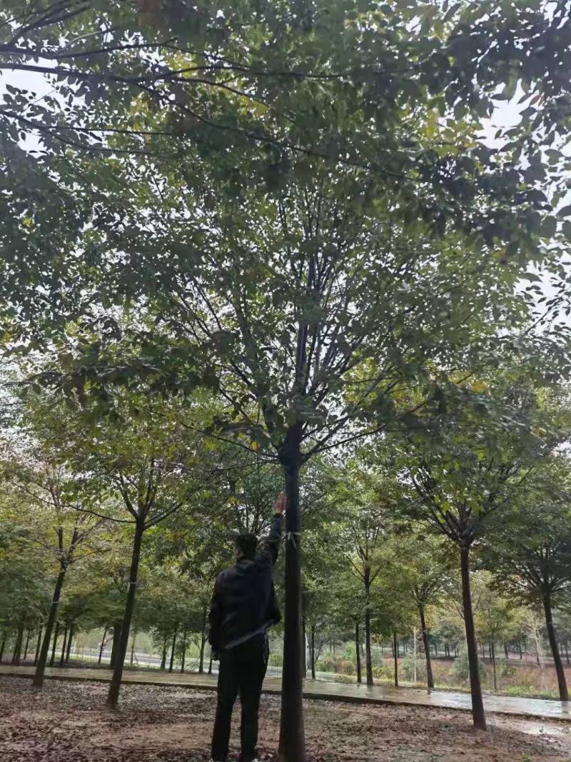 精品榉树，自有苗场，全程提供技术指导，一手货源价格优惠