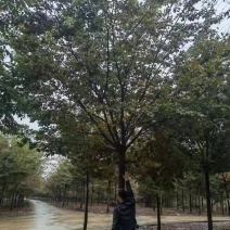 精品榉树，自有苗场，全程提供技术指导，一手货源价格优惠