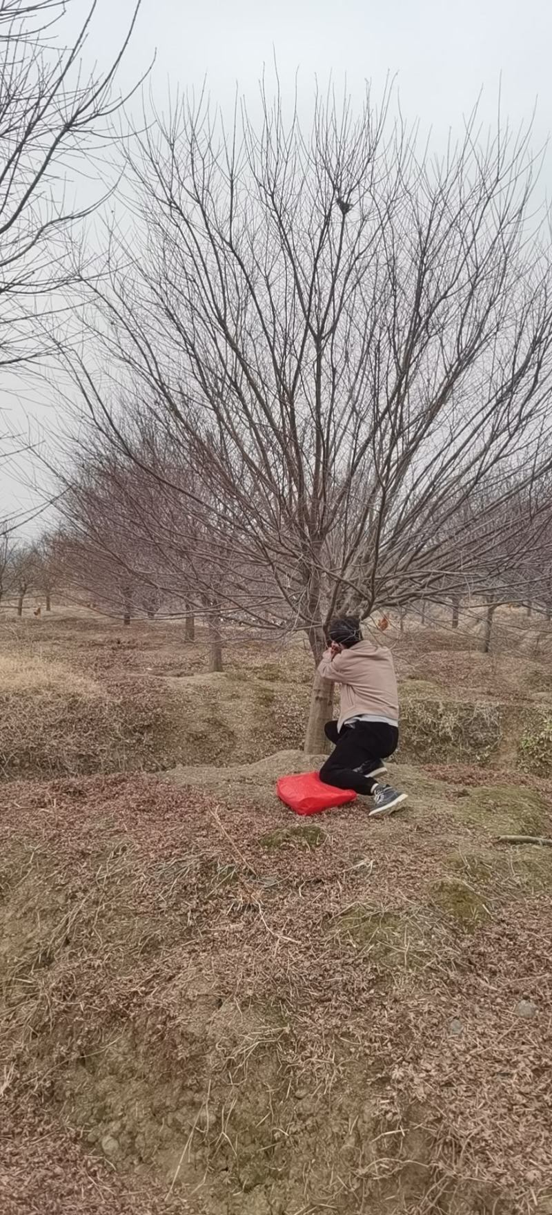 苗场直发，鸡爪槭。量大质优。价格优惠～