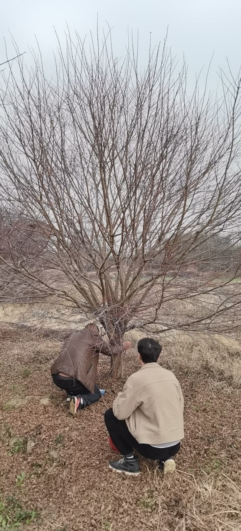 苗场直发，鸡爪槭。量大质优。价格优惠～