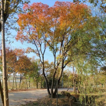【精品】丛生乌桕，产地直发，支持视频看货。全程技术指导。
