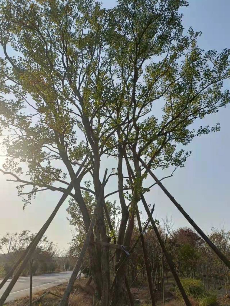 【精品】丛生乌桕，产地直发，支持视频看货。全程技术指导。