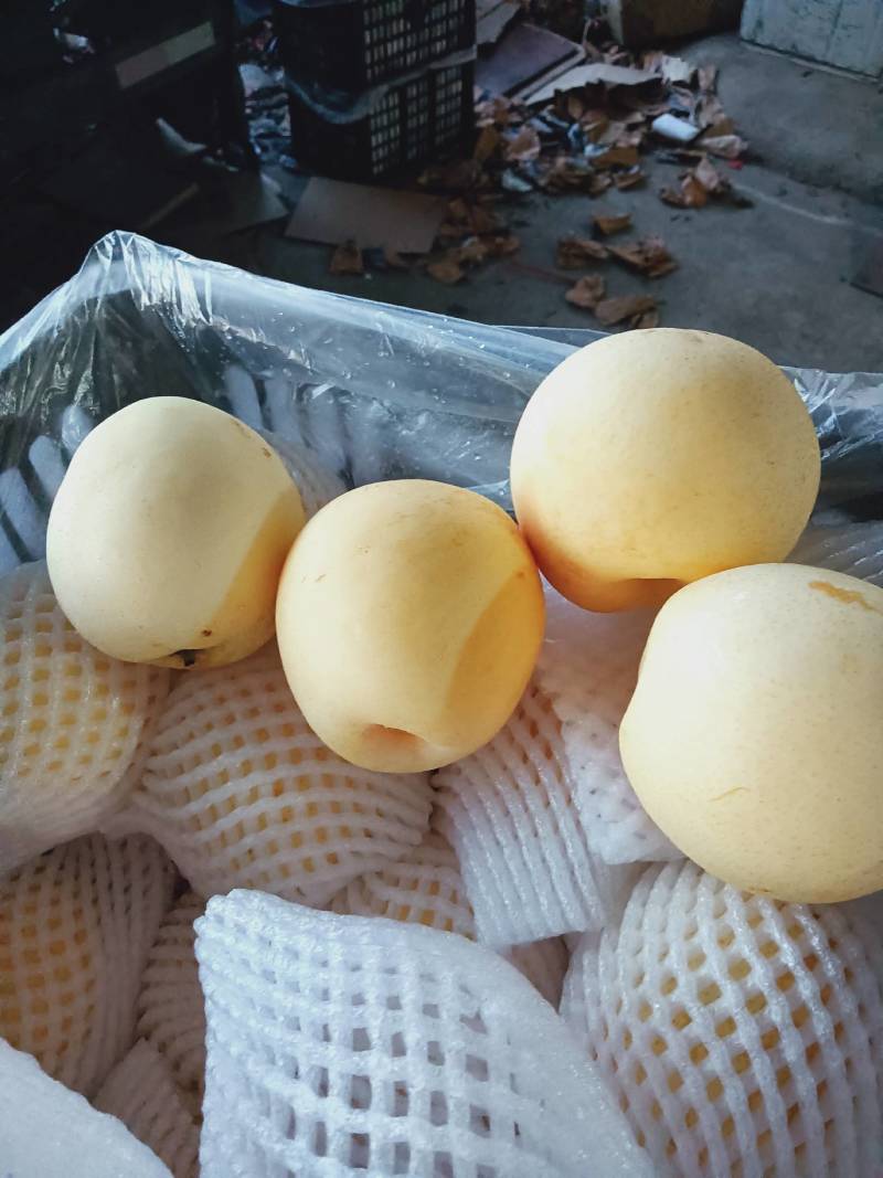 河北省，辛集市产皇冠梨冷库货，二级货，筐装套网，脆甜，汁