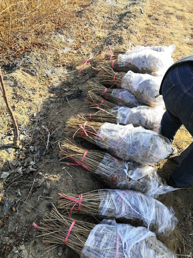 新品种】药用3号5号高产连翘苗各规格成活率高产地直发