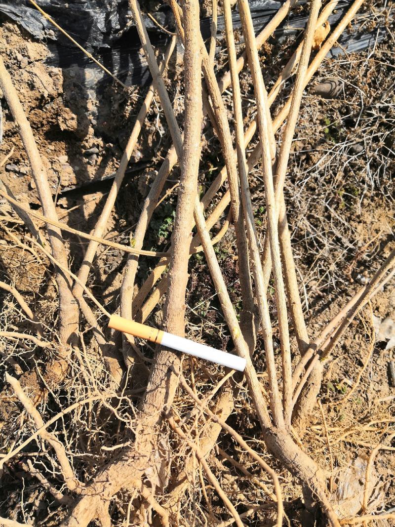 新品种】药用3号5号高产连翘苗各规格成活率高产地直发