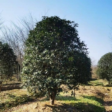 优质桂花树，货源充足，产地直供，随时可以看货