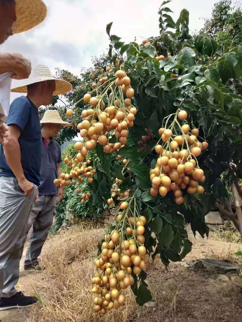 黑黄皮苗、又名黑金刚苗、香蜜黄皮苗、广西浦北黑黄皮原产地