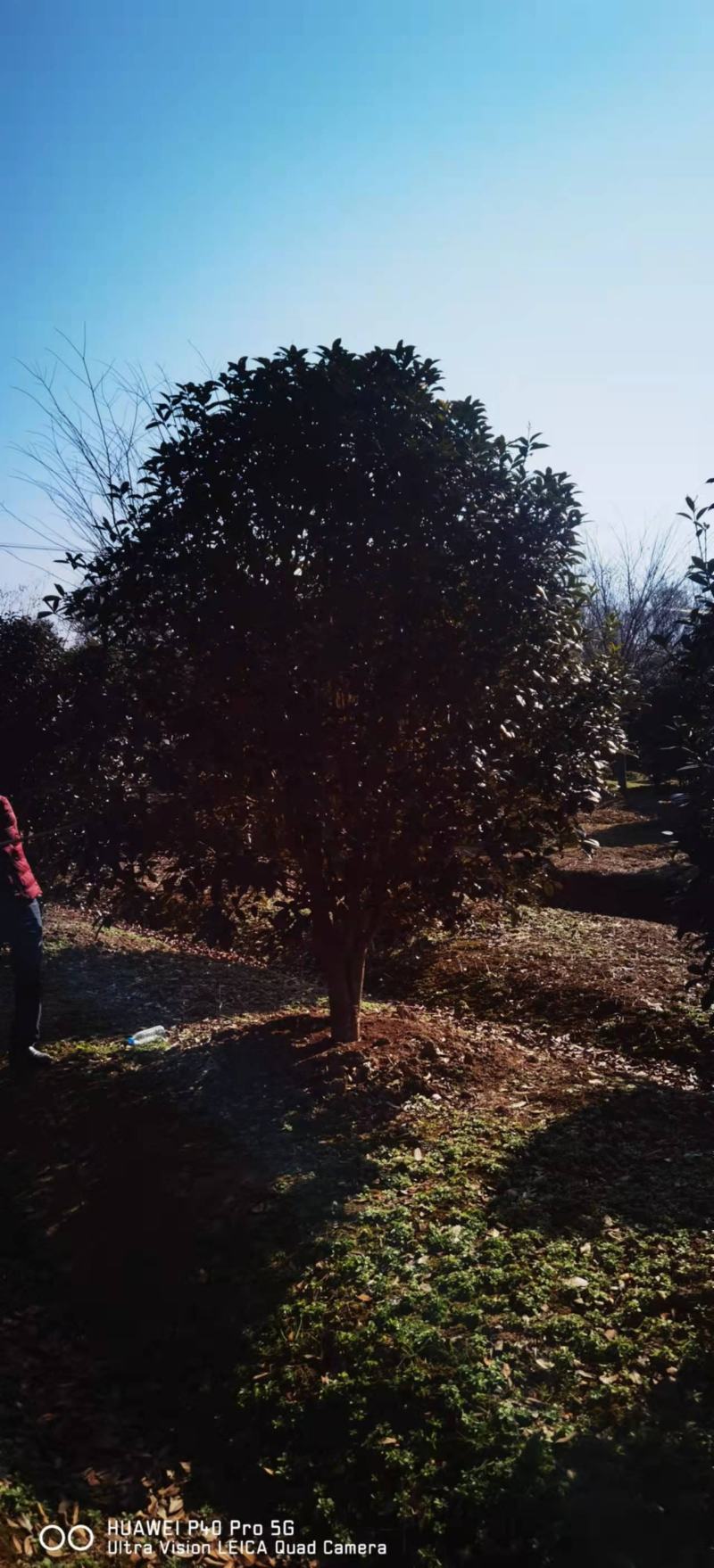 优质桂花树，货源充足，产地直供，随时可以看货