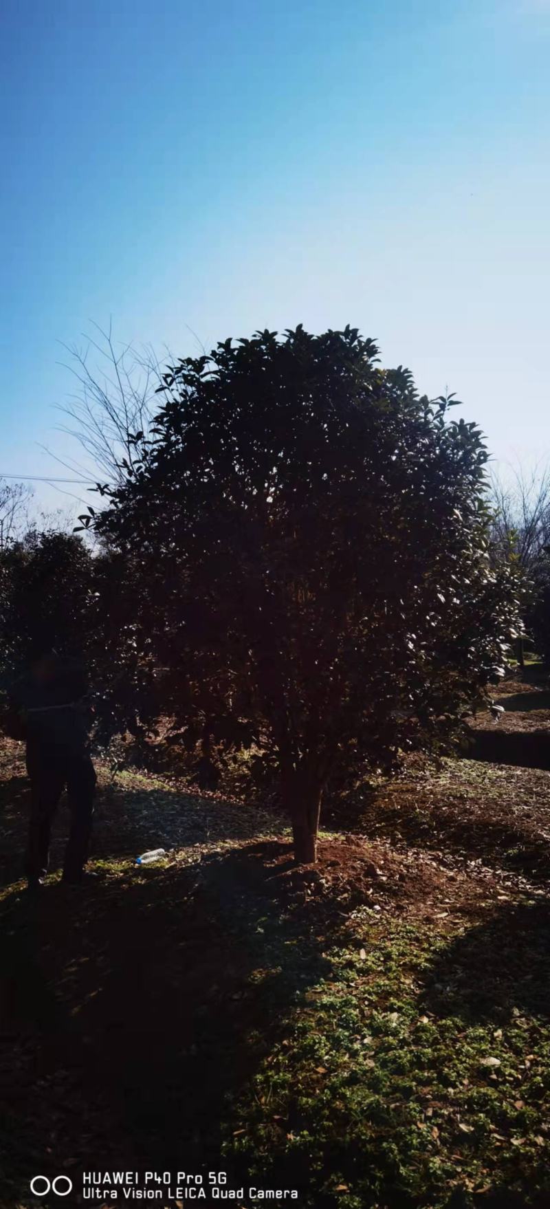优质桂花树，货源充足，产地直供，随时可以看货