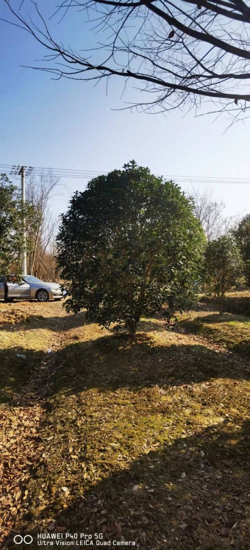优质桂花树，货源充足，产地直供，随时可以看货