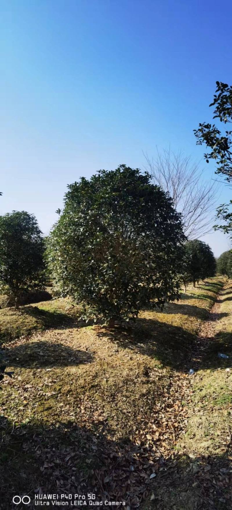 优质桂花树，货源充足，产地直供，随时可以看货