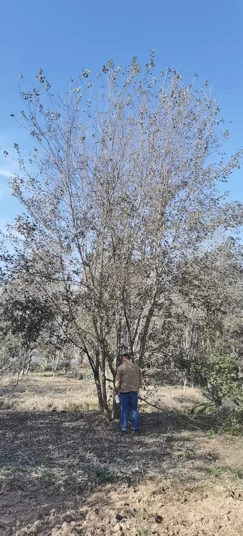 丛生三角枫，苗场直发。可视频看货，技术服务到位