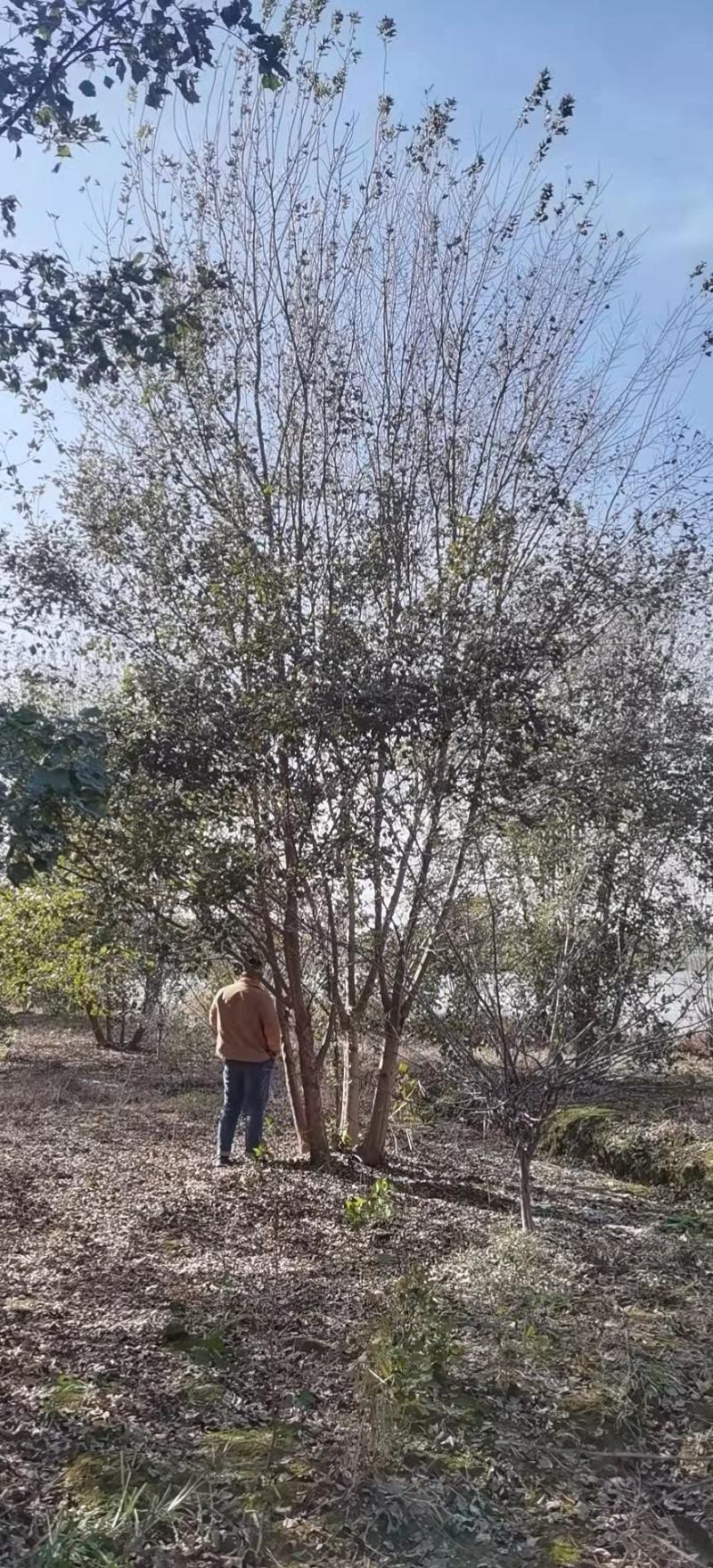 丛生三角枫，苗场直发。可视频看货，技术服务到位