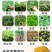栽植机秒栽定植器蔬菜种植辣椒白菜栽苗器移苗种苗移栽器点播