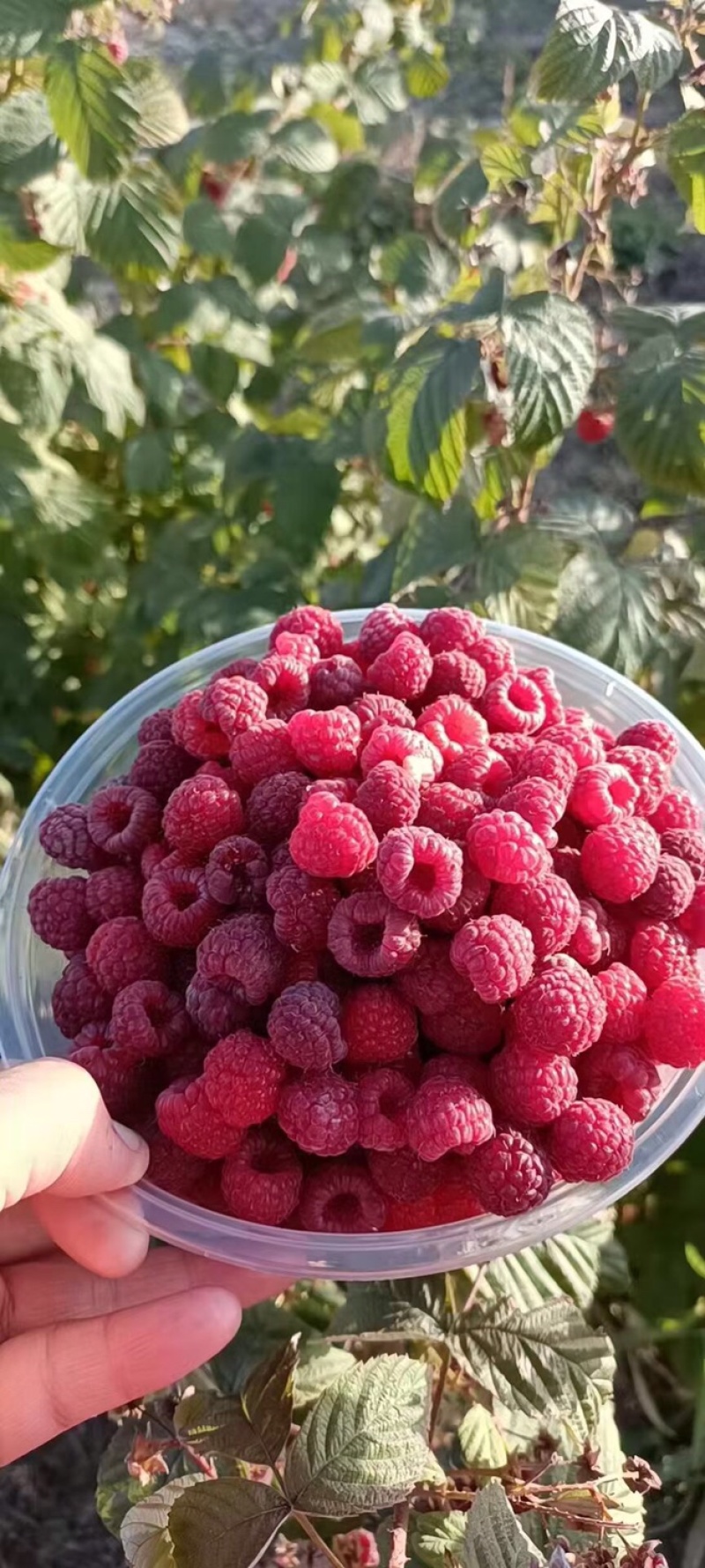 树莓苗红树莓苗双季树莓苗双季红树莓苗