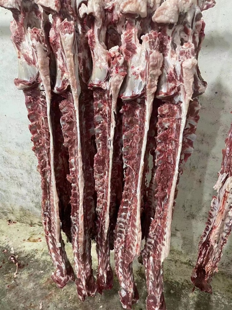 羊蝎子新鲜屠宰满肉羊蝎子可据块