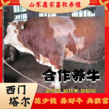 山东西门塔尔牛买十送一保三个月成活包回收品种齐全