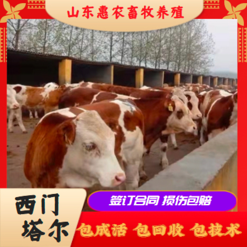 山东西门塔尔牛买十送一保三个月成活包回收品种齐全