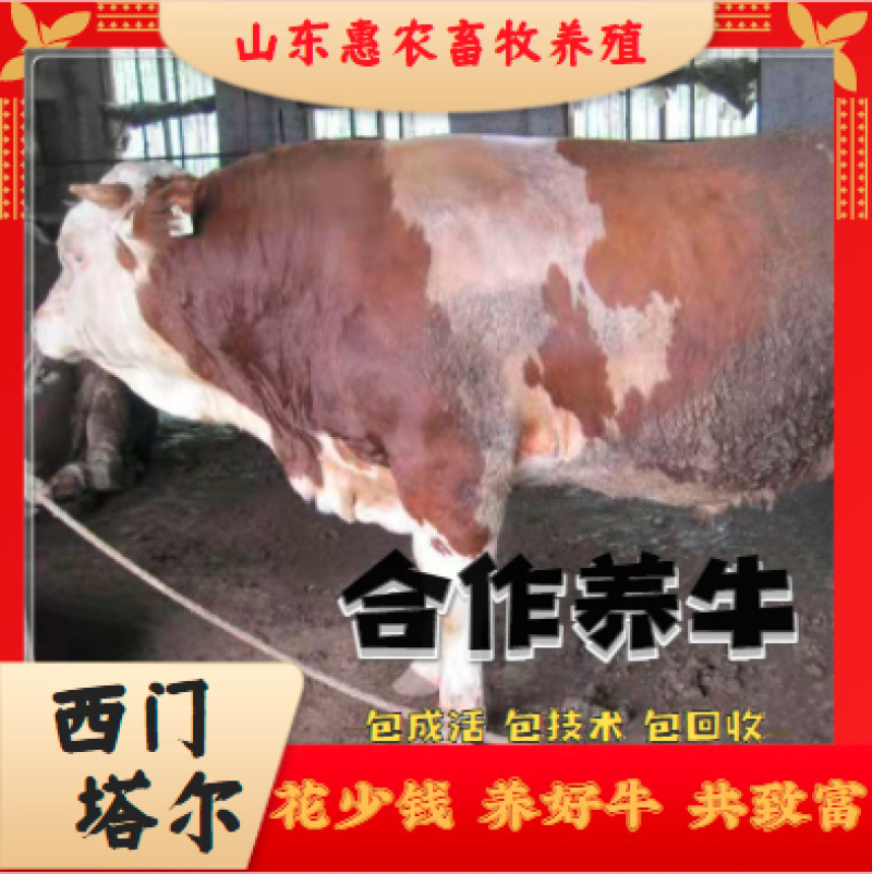 山东西门塔尔牛买十送一保三个月成活包回收品种齐全